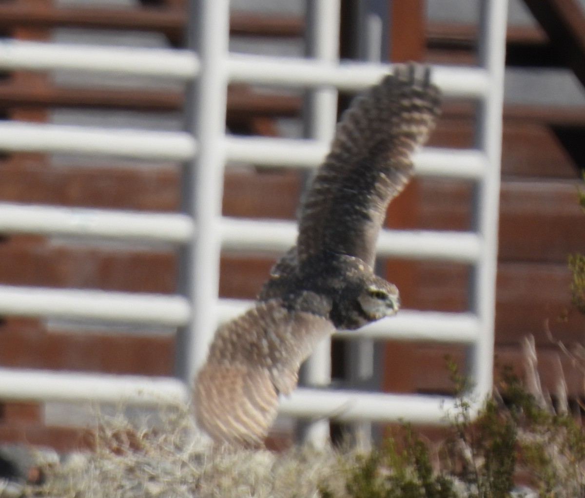 Burrowing Owl - Corey S.