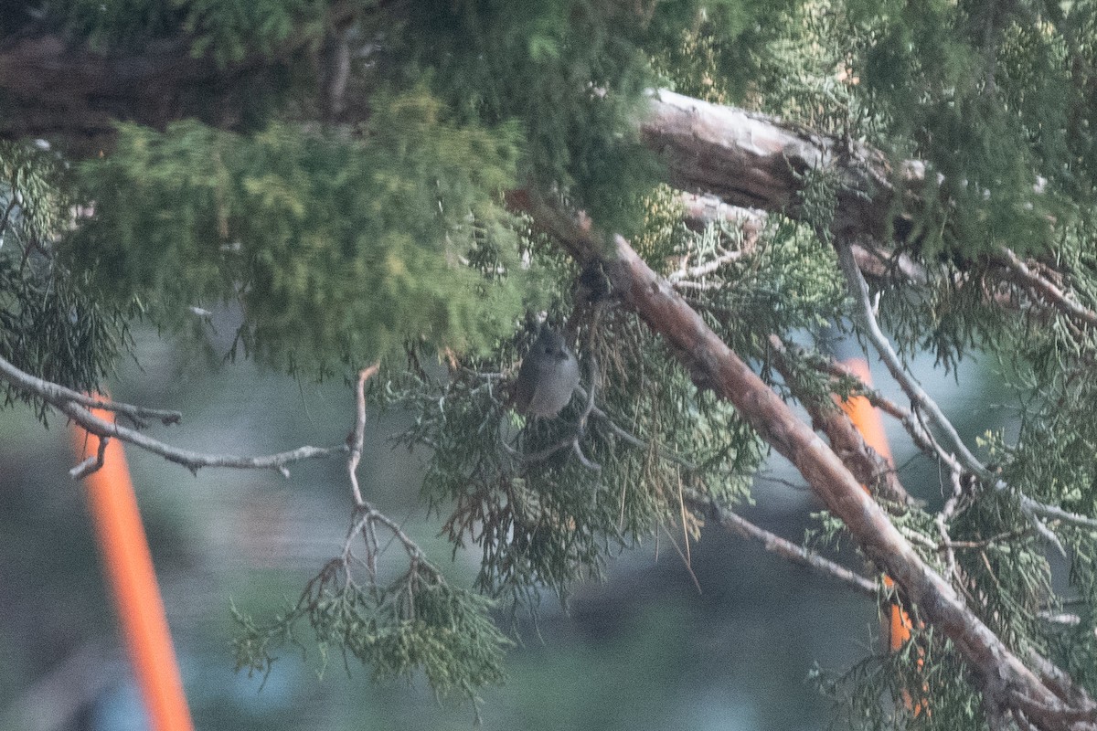 Juniper Titmouse - ML501235261