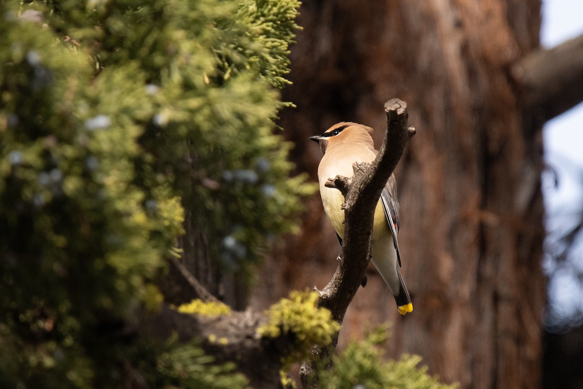 Cedar Waxwing - ML501235441