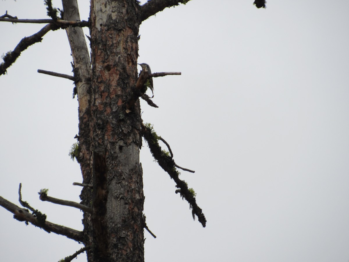 Red-breasted Nuthatch - ML50123571