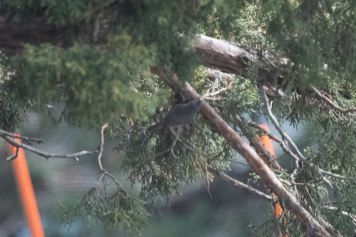 Juniper Titmouse - ML501236021