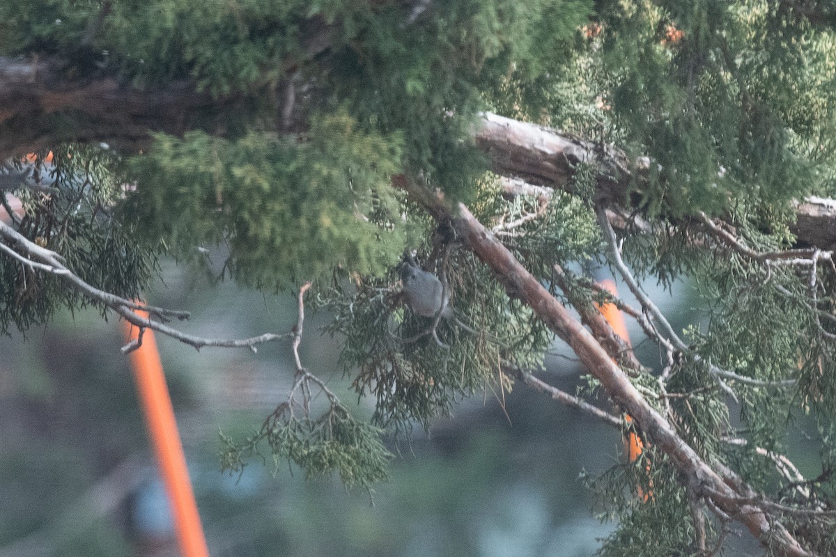 Mésange des genévriers - ML501236481