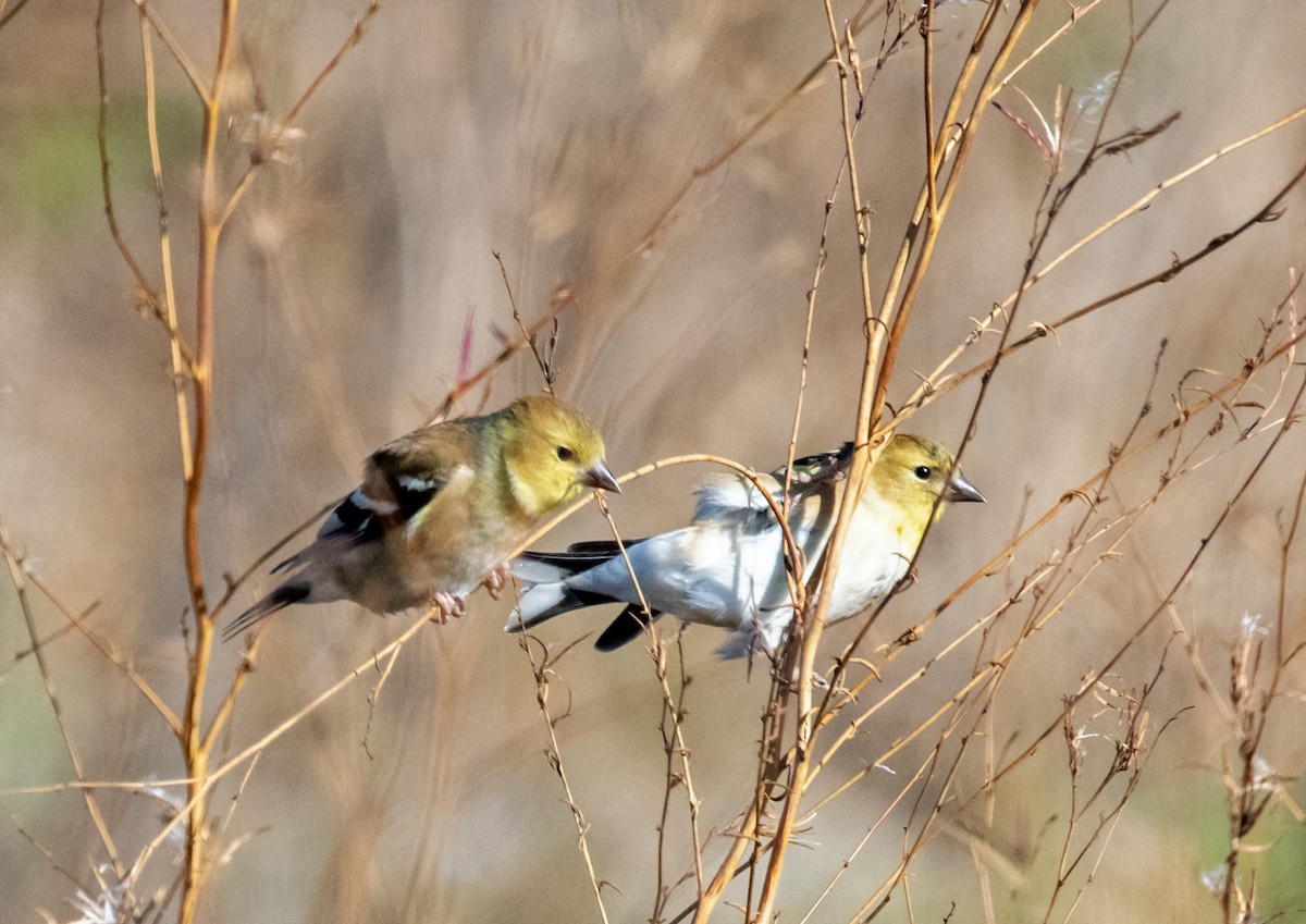 American Goldfinch - ML501236651