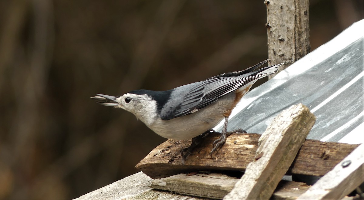 White-breasted Nuthatch - Alain Sylvain