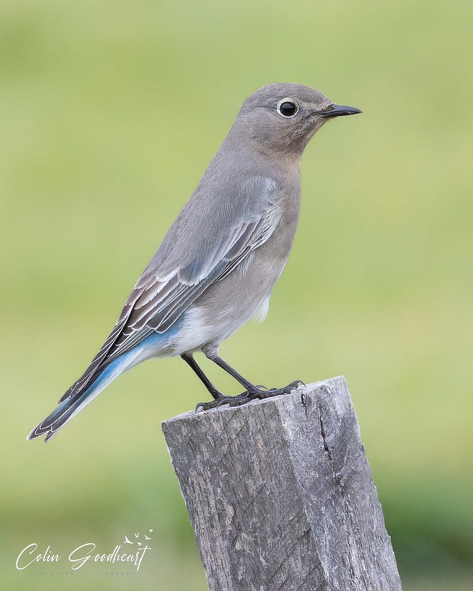 salašník horský - ML501237101