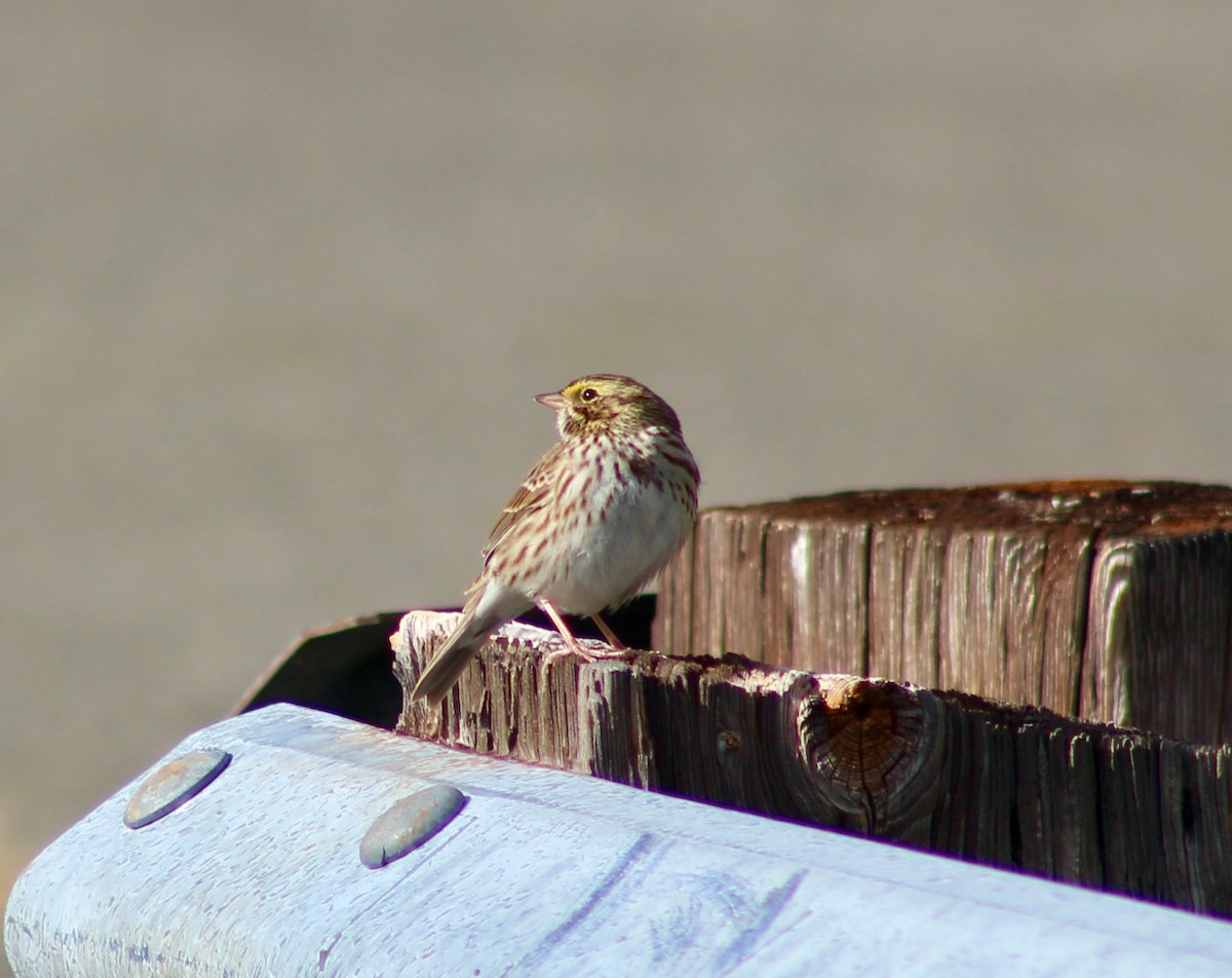 Savannah Sparrow - ML501240151