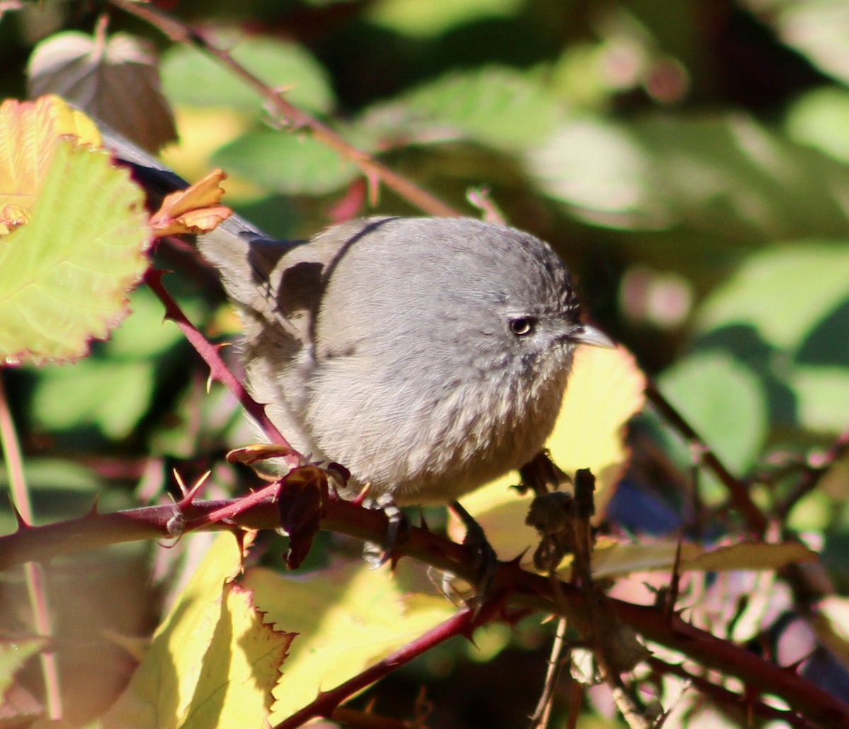 Wrentit - ML501240811