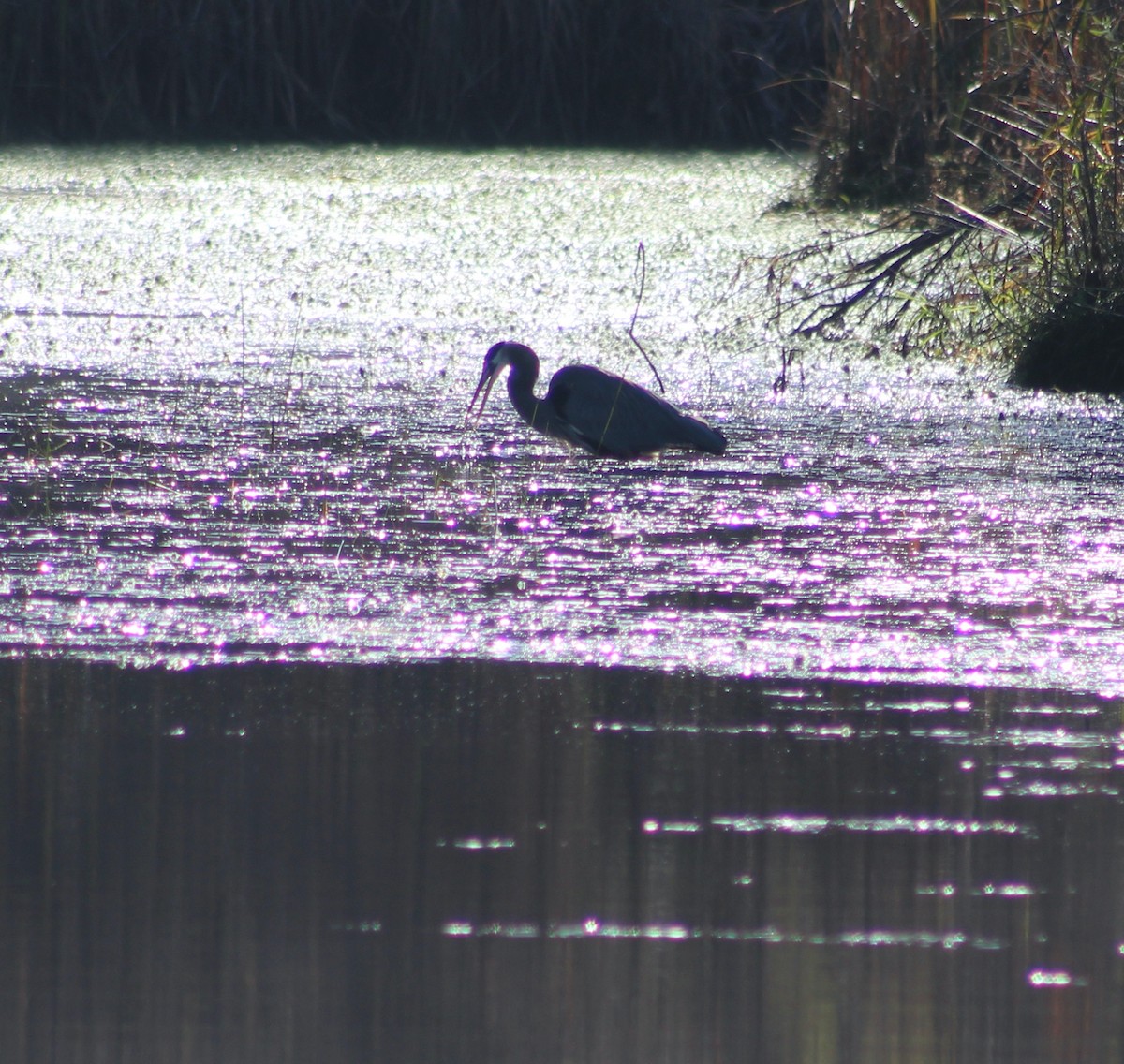 Great Blue Heron - ML501241021