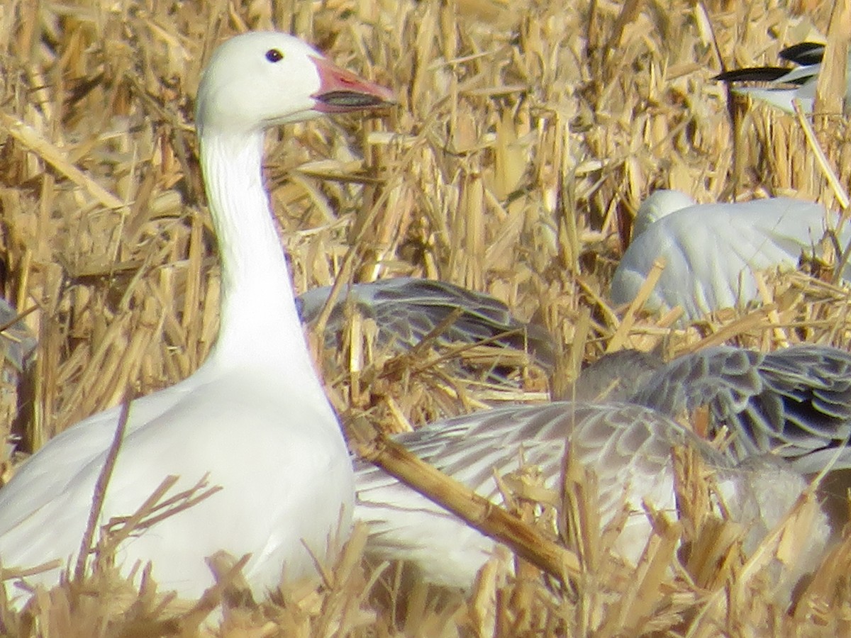 Snow Goose - ML501241191