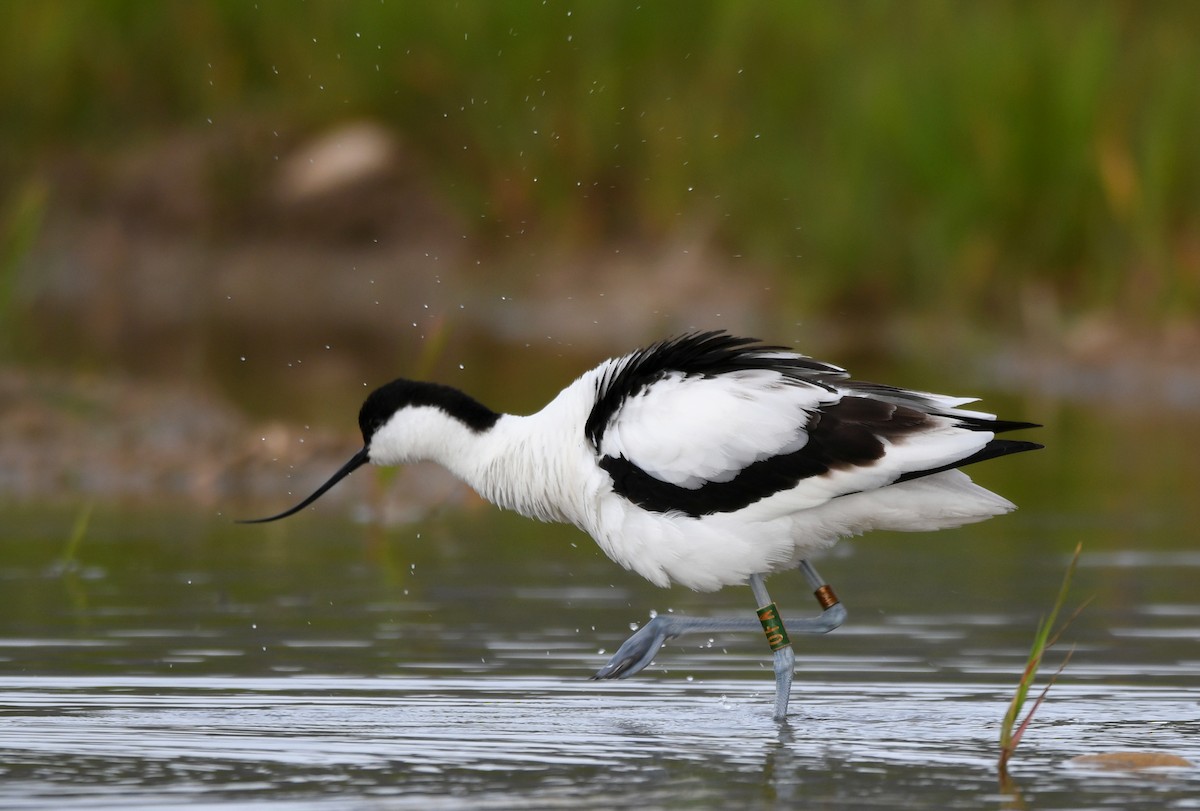 Avoceta Común - ML501241631