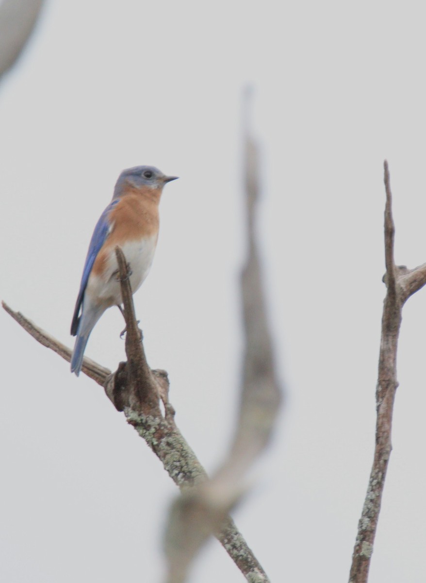 Eastern Bluebird - ML501243561