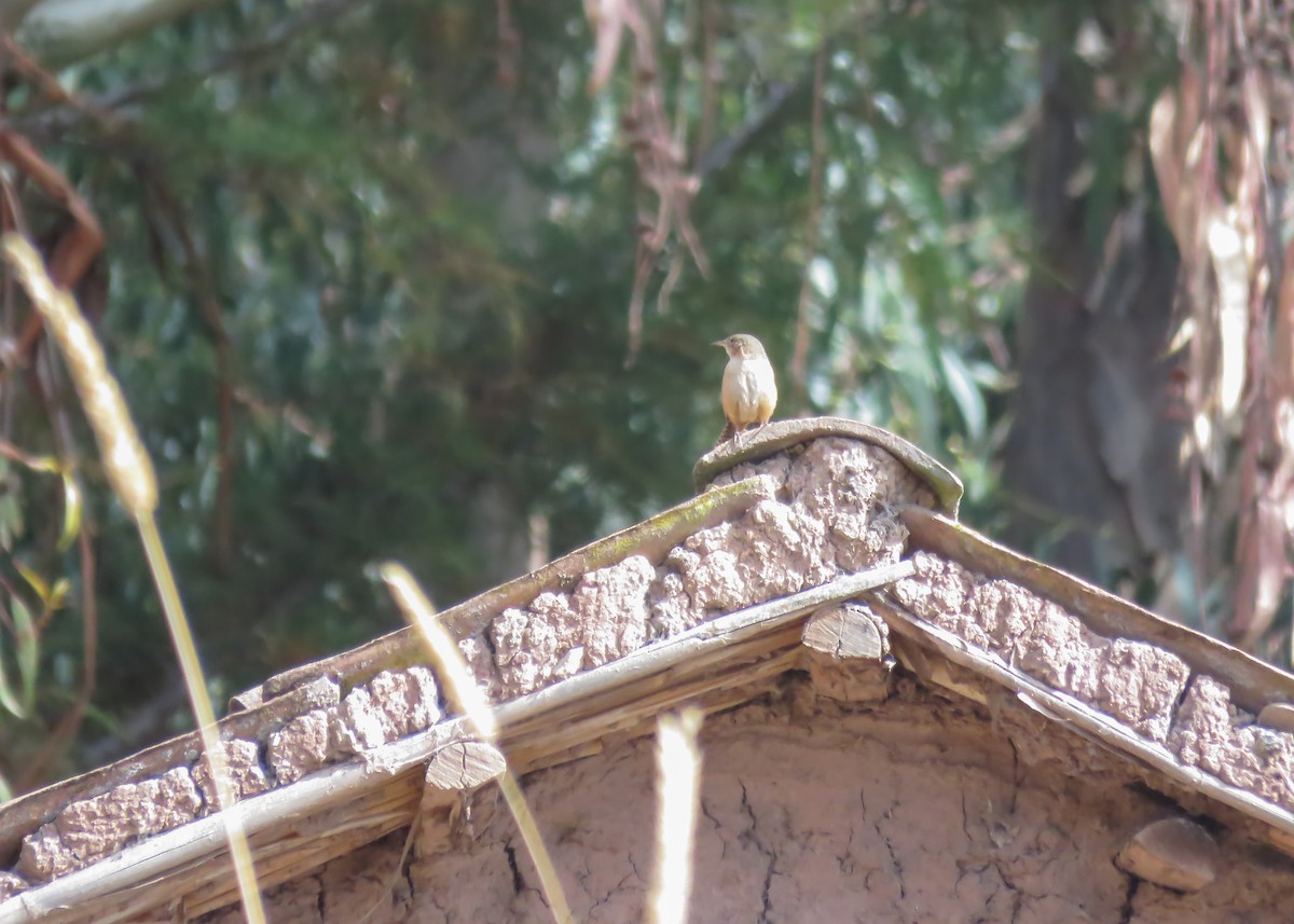 House Wren (Southern) - ML501244271