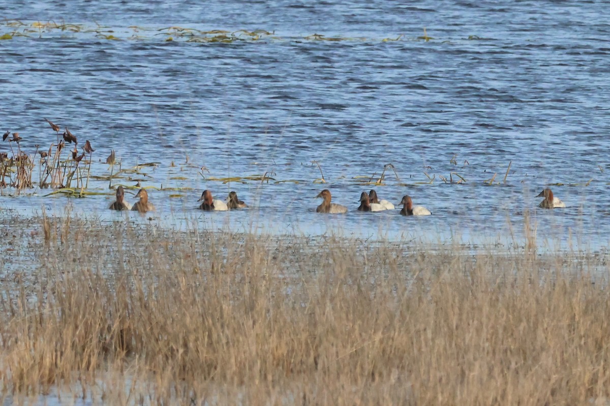 Canvasback - David Nelson