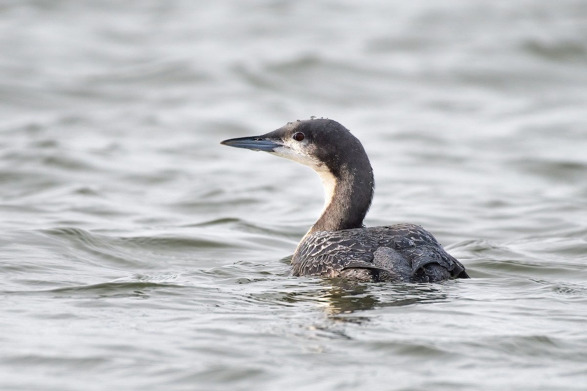 Pacific Loon - ML501244521