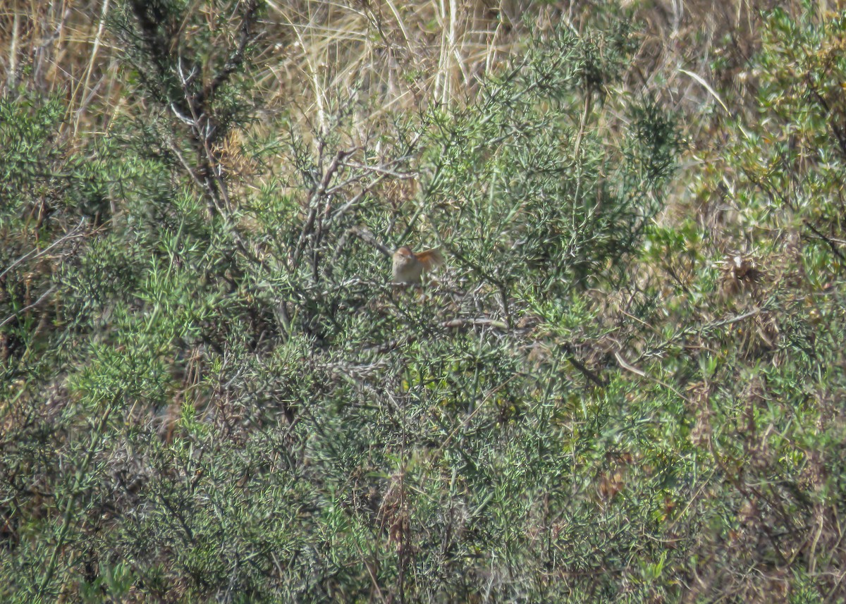 Rusty-fronted Canastero - Arthur Gomes