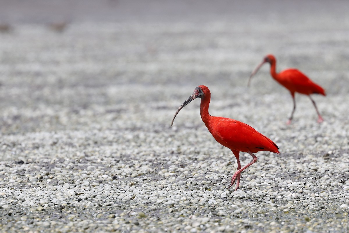 Scarlet Ibis - Daniel Branch