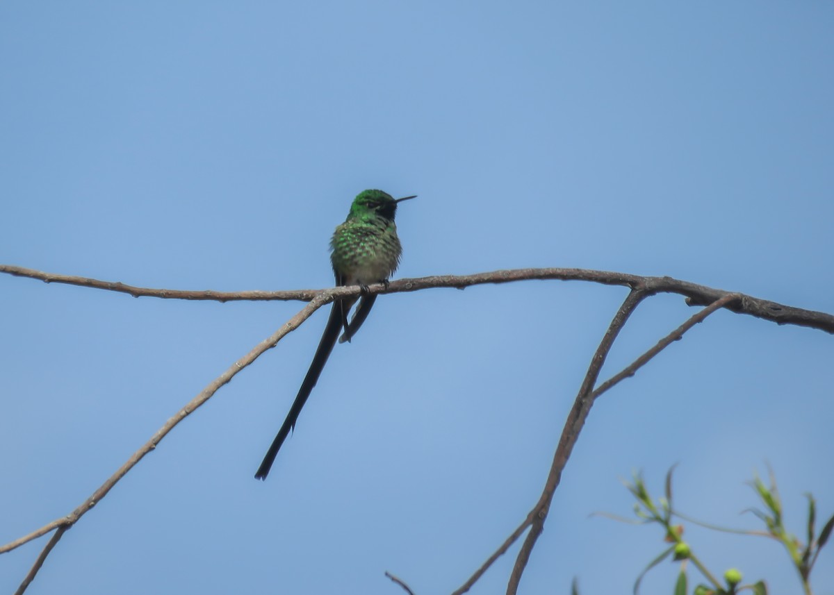 Green-tailed Trainbearer - Arthur Gomes