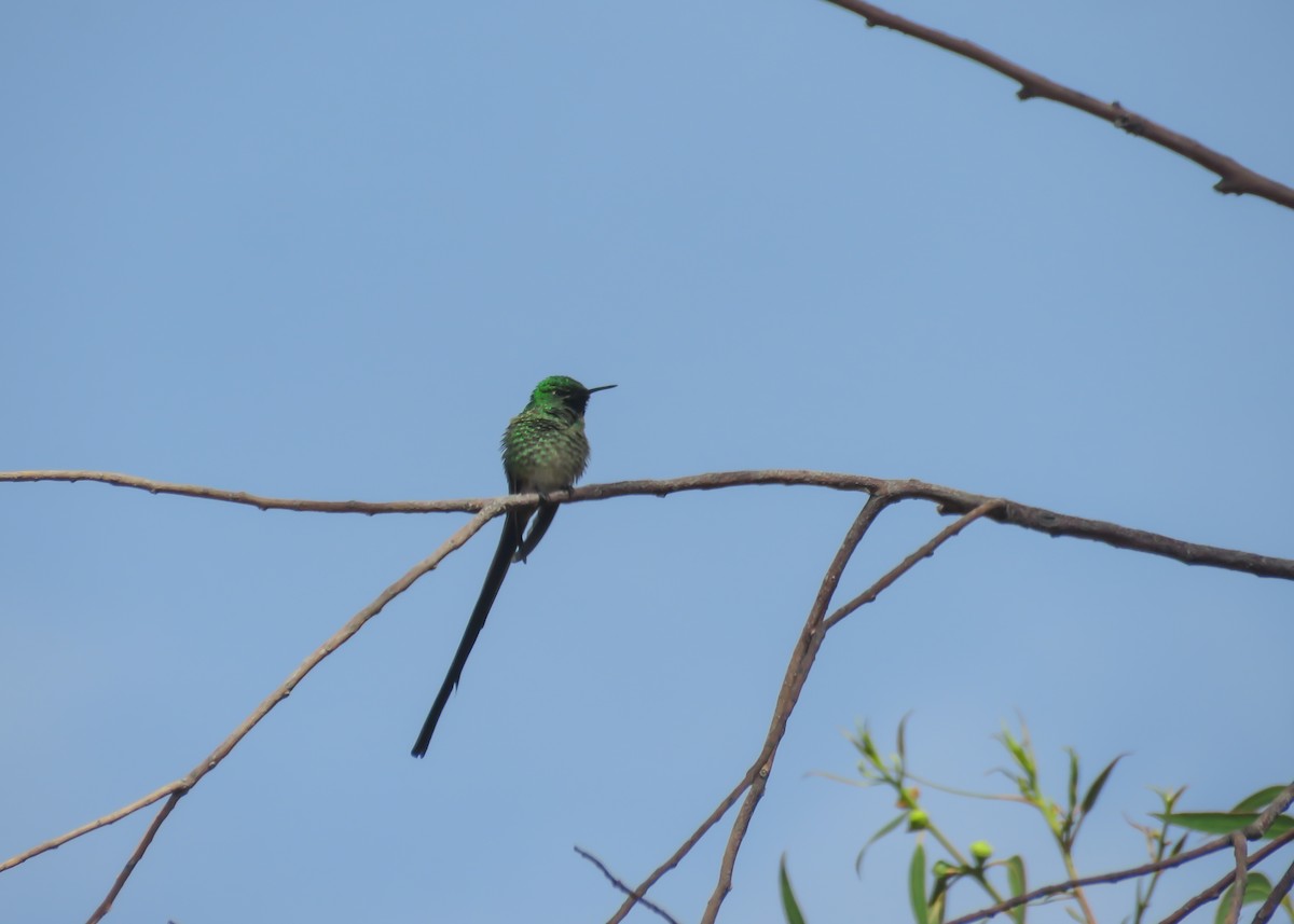 Yeşil Kuyruklu Kolibri - ML501245031