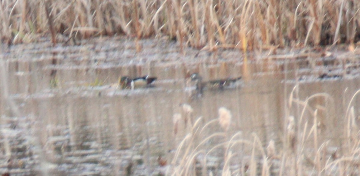 Wood Duck - ML501245081