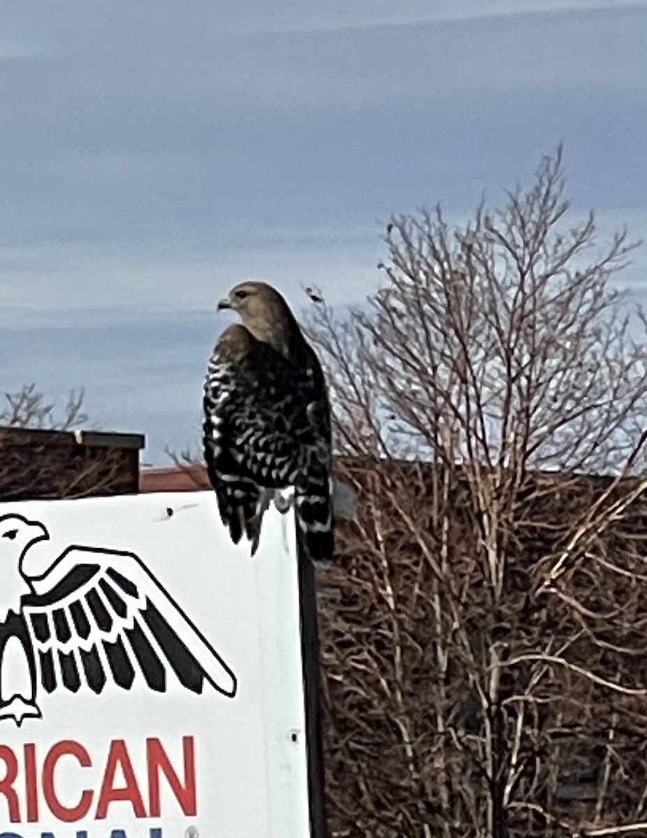 Red-shouldered Hawk - Tracy Taylor