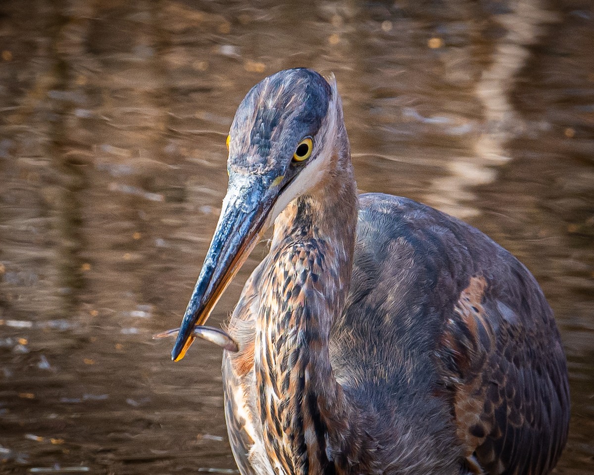 Great Blue Heron - ML501249481