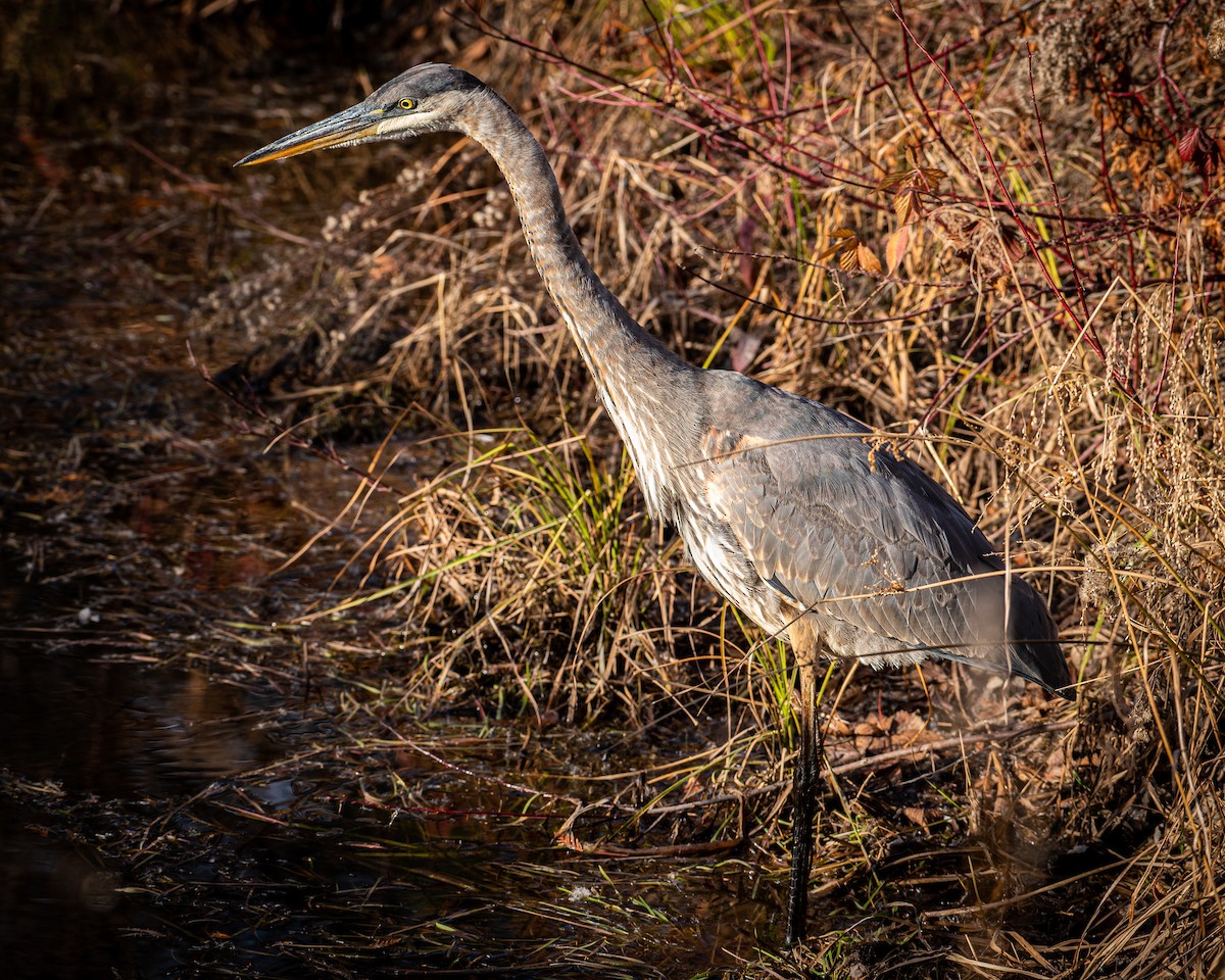 Great Blue Heron - ML501249491