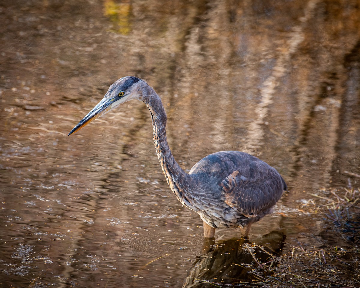 Great Blue Heron - ML501249541