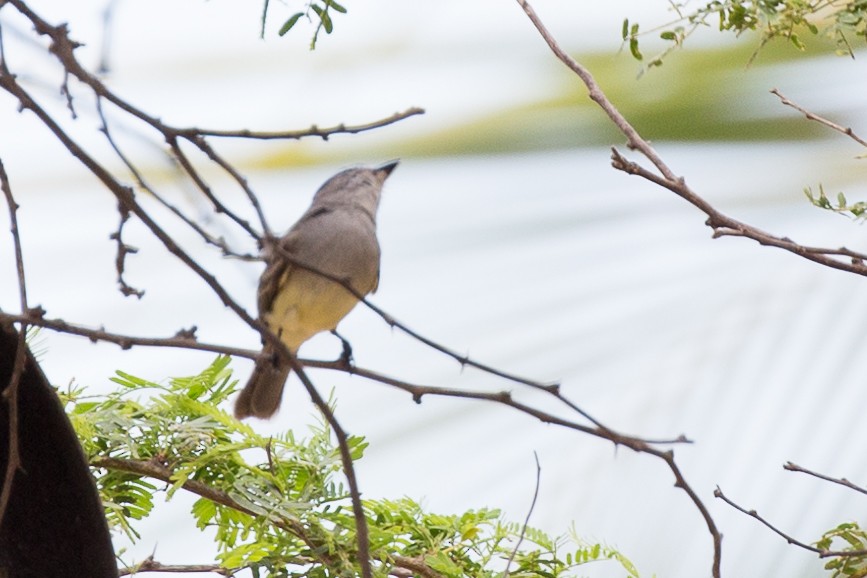 Slender-billed Tyrannulet - ML50125031