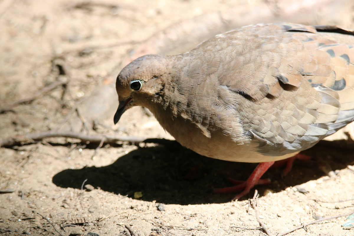 Mourning Dove - ML501250931