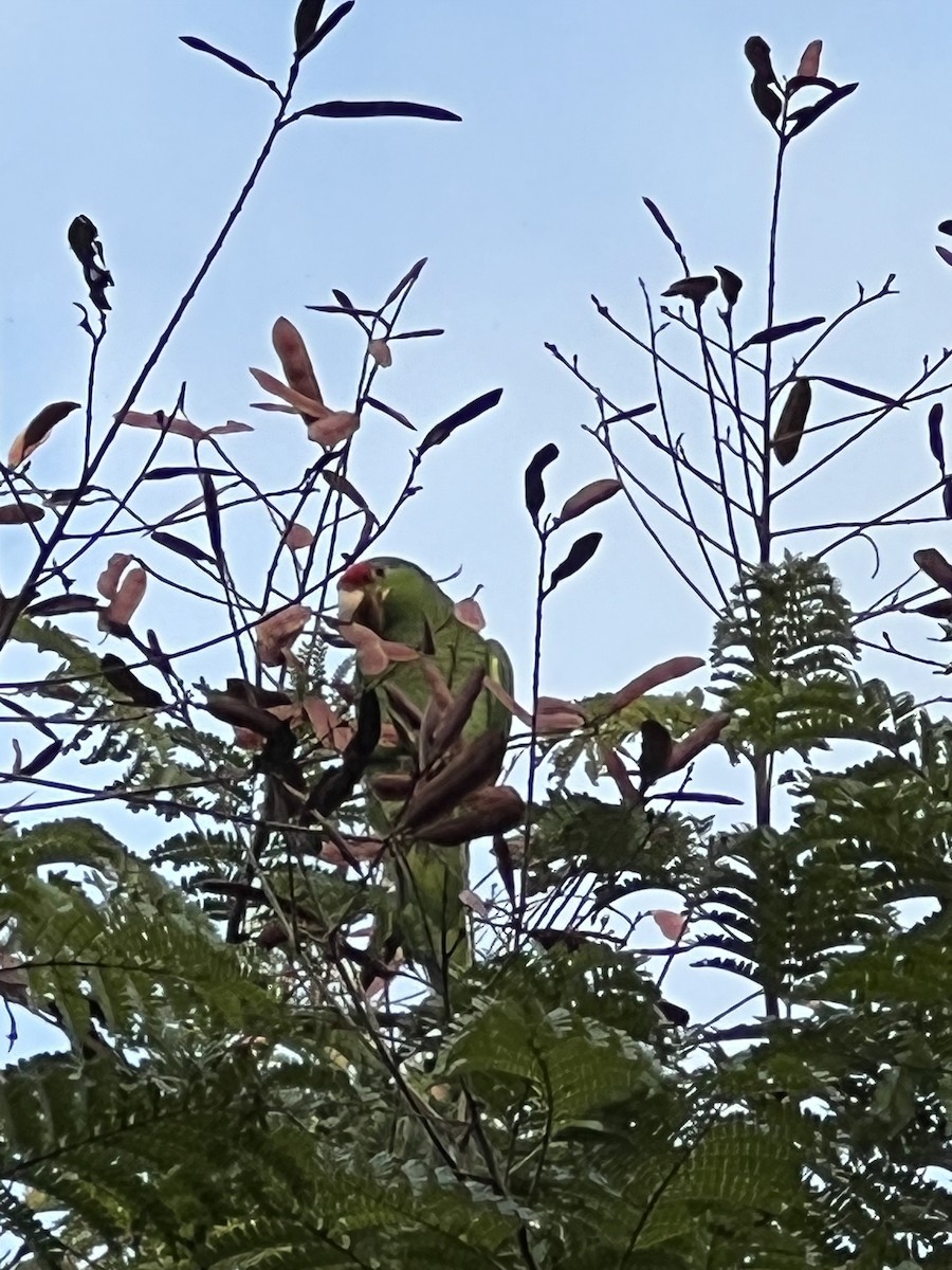 Red-crowned Parrot - ML501251801