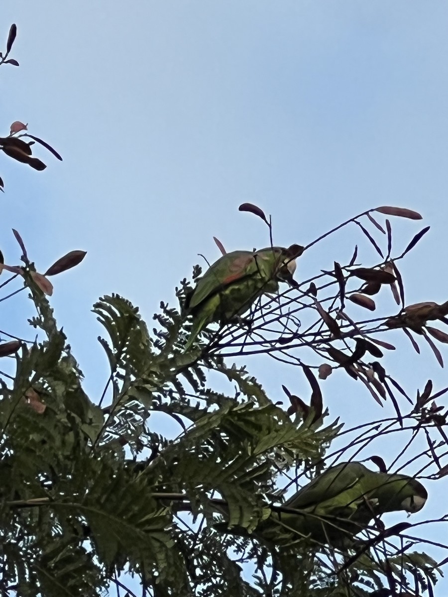 Orange-winged Parrot - Adam McInerney