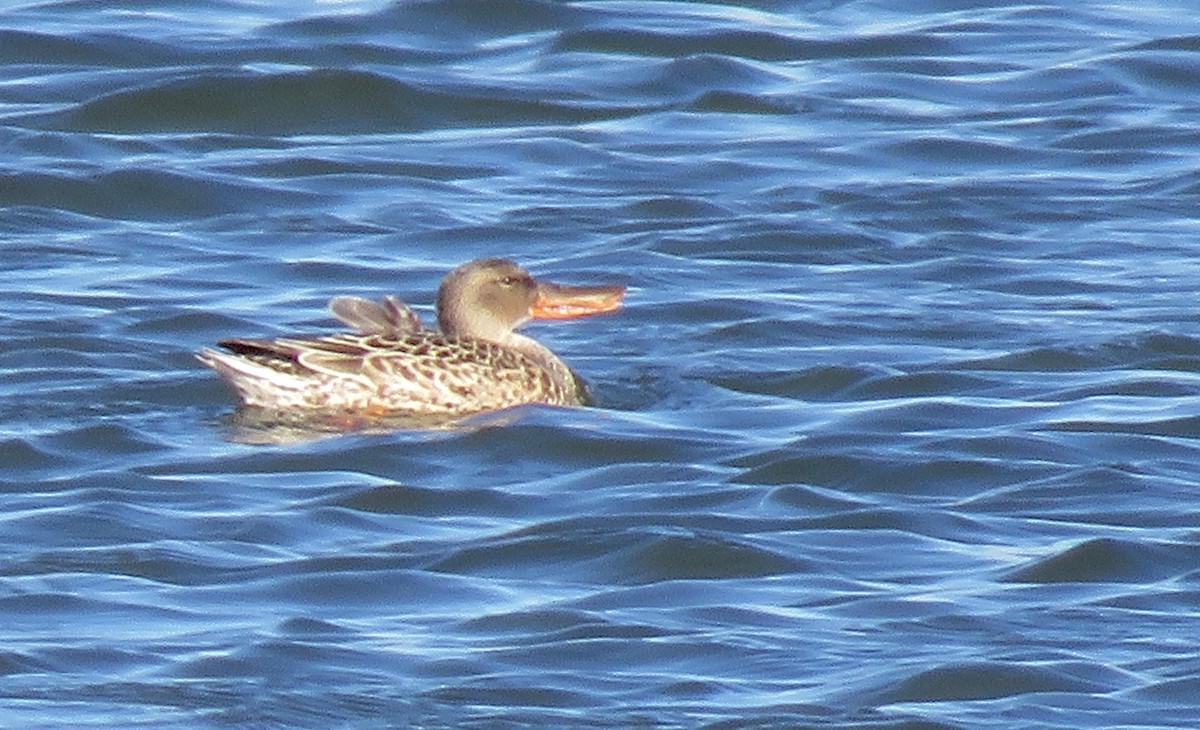 Northern Shoveler - ML501252121