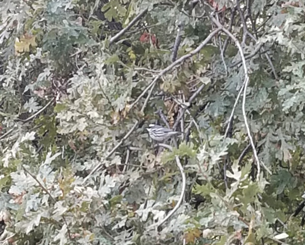 Black-throated Gray Warbler - Liam Huber