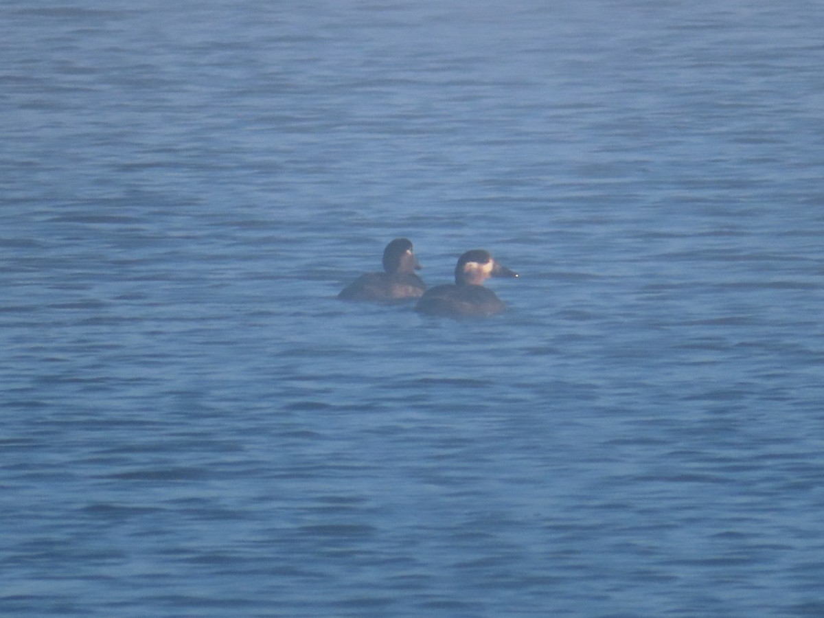 Surf Scoter - ML501257751