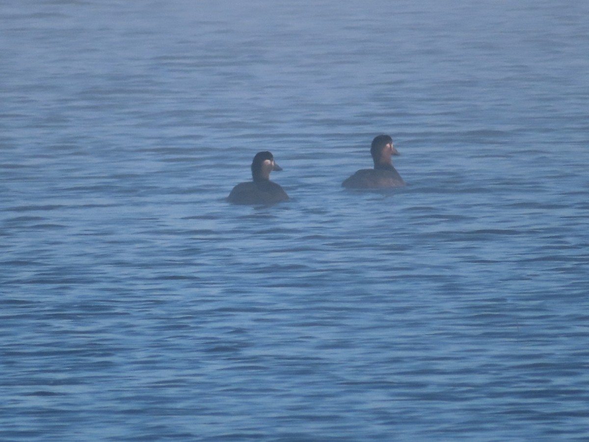 Surf Scoter - ML501257761
