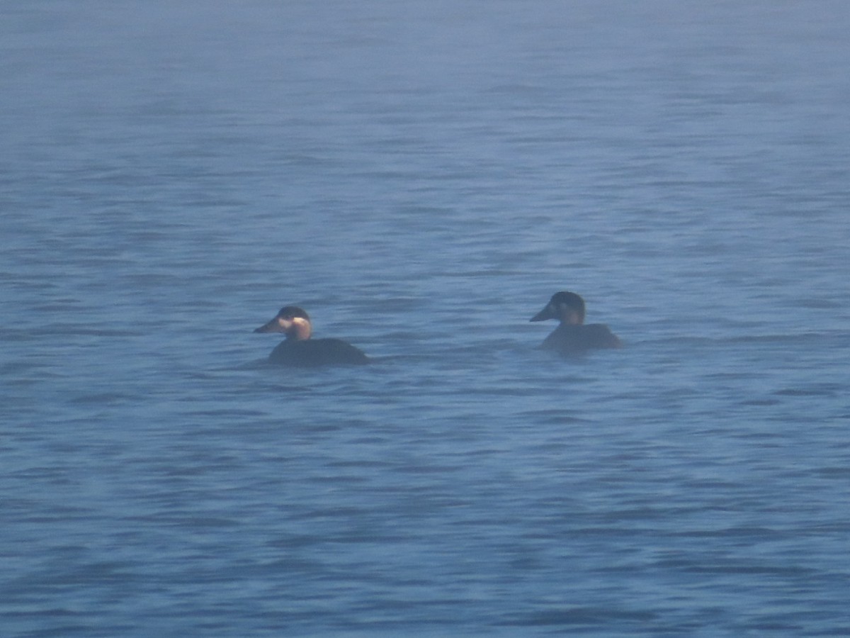 Surf Scoter - ML501257771