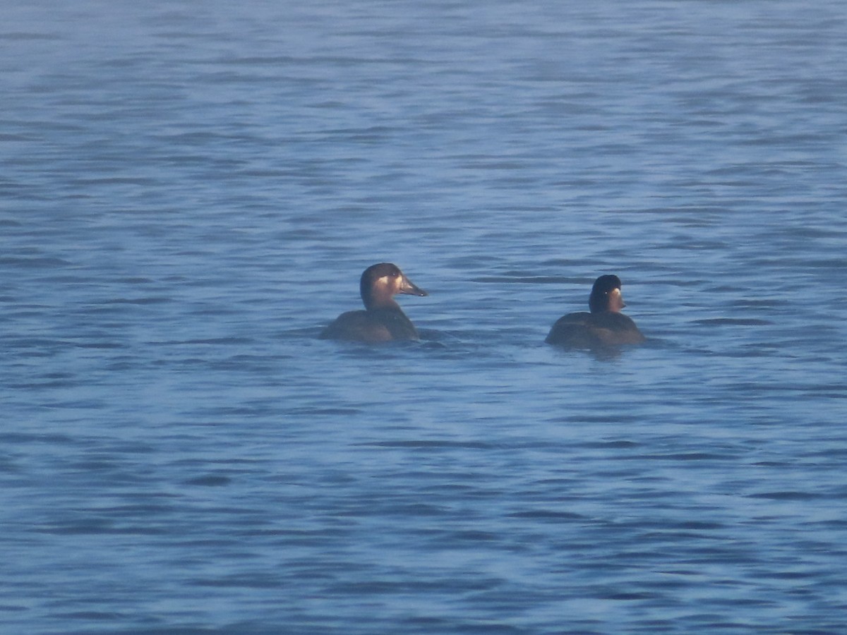 Surf Scoter - ML501257781