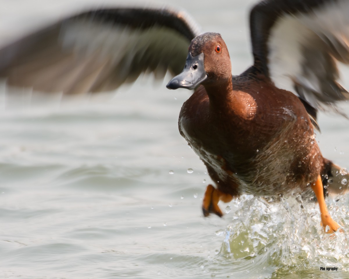 čírka skořicová - ML501257811