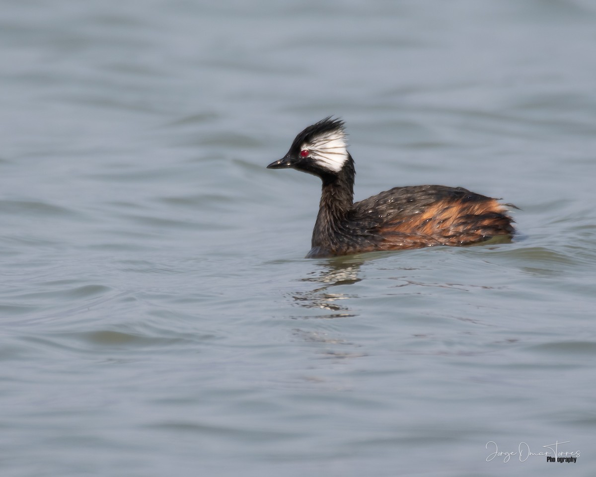 potápka bělouchá - ML501257941