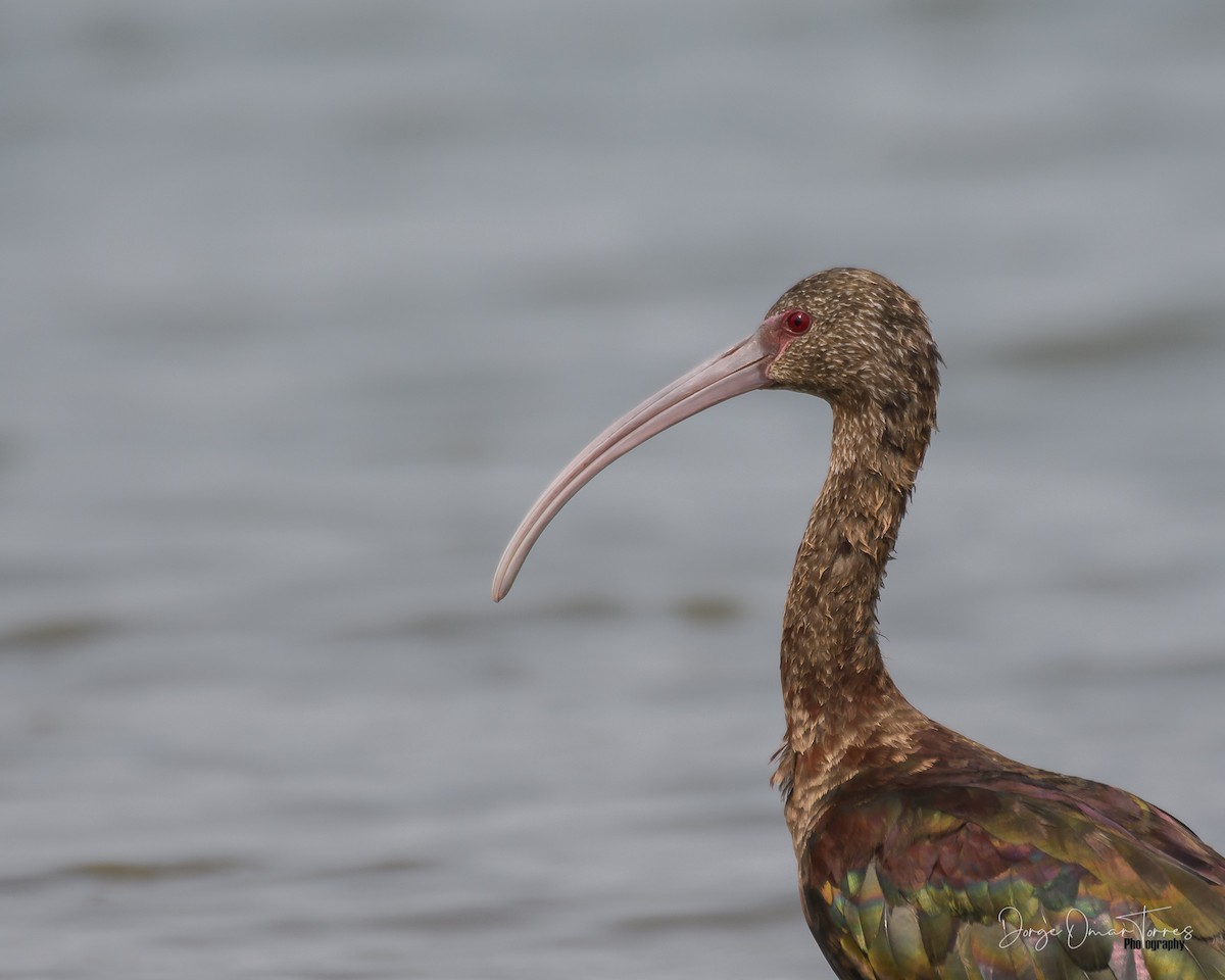 ibis americký - ML501258051