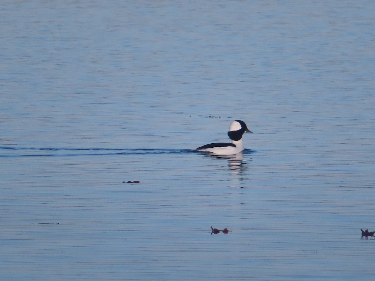 Bufflehead - ML501258161