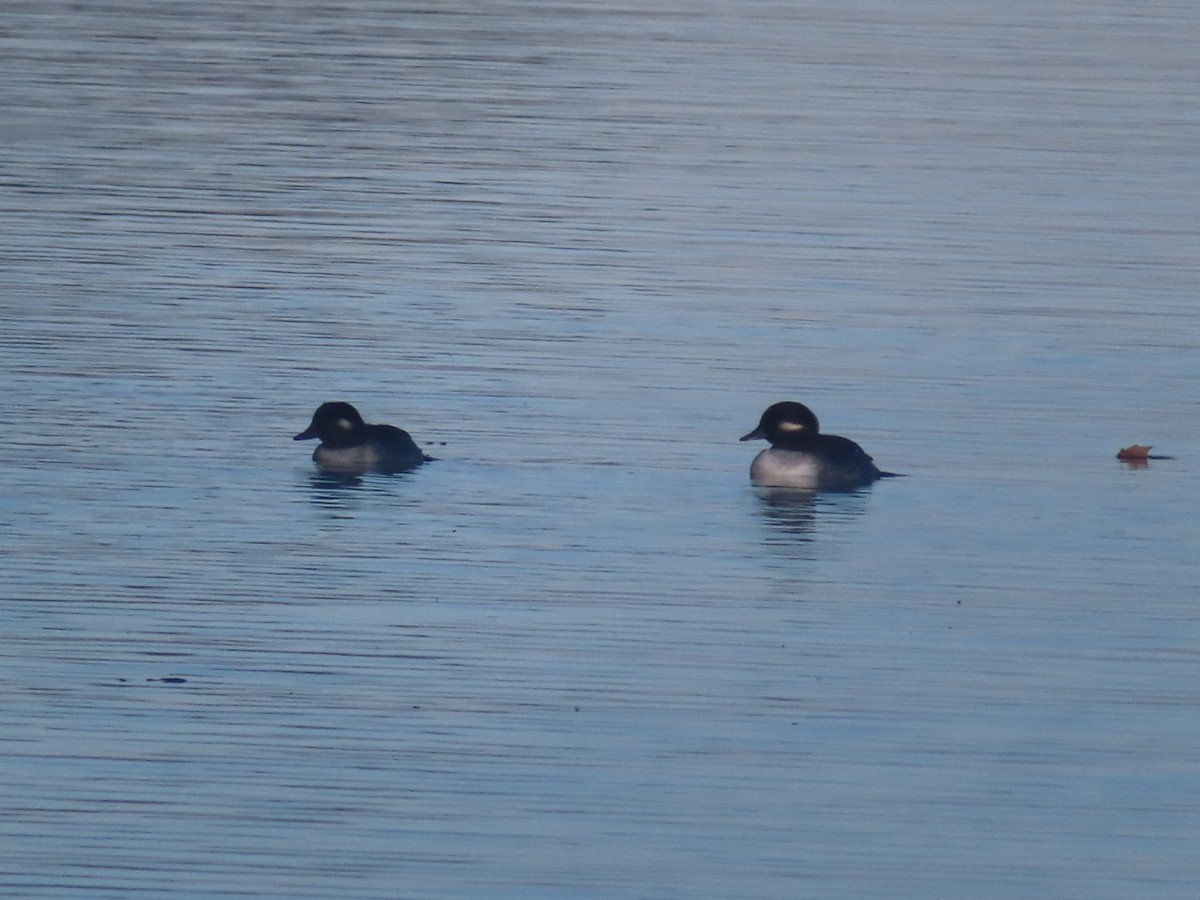 Bufflehead - ML501258171
