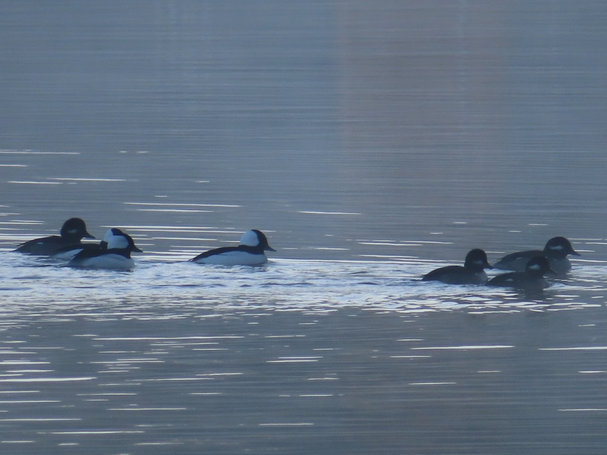 Bufflehead - ML501258181