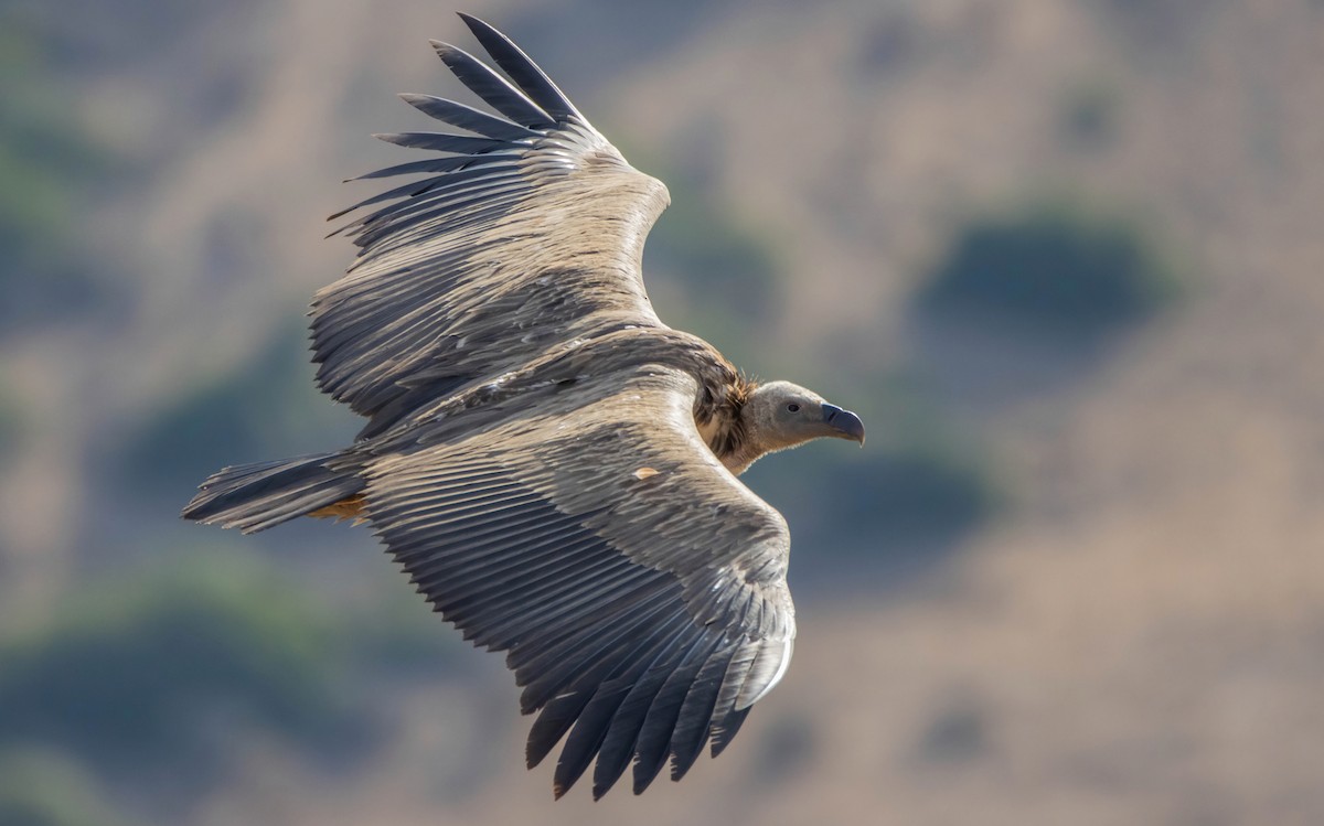 Rüppell's Griffon - ML501258481