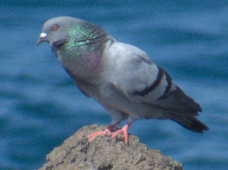 Rock Pigeon (Feral Pigeon) - ML501258721