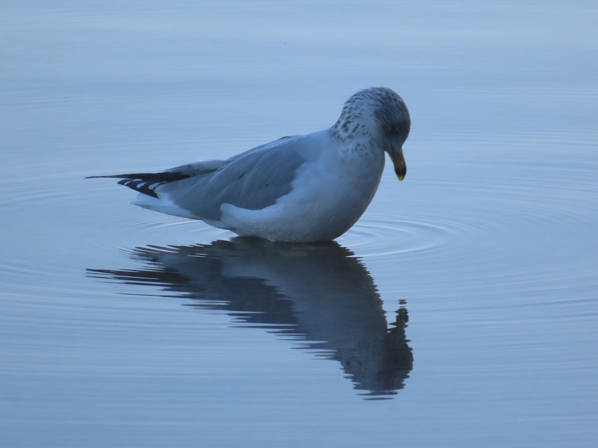 Ring-billed Gull - ML501259061