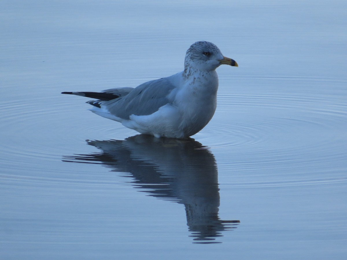 Ring-billed Gull - ML501259071