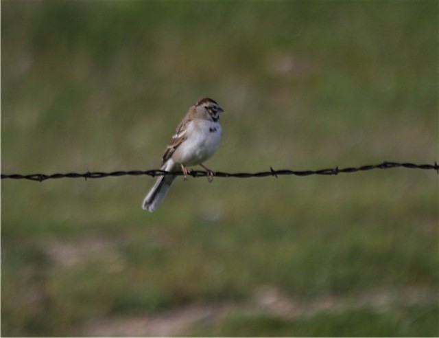 Lark Sparrow - ML50125911