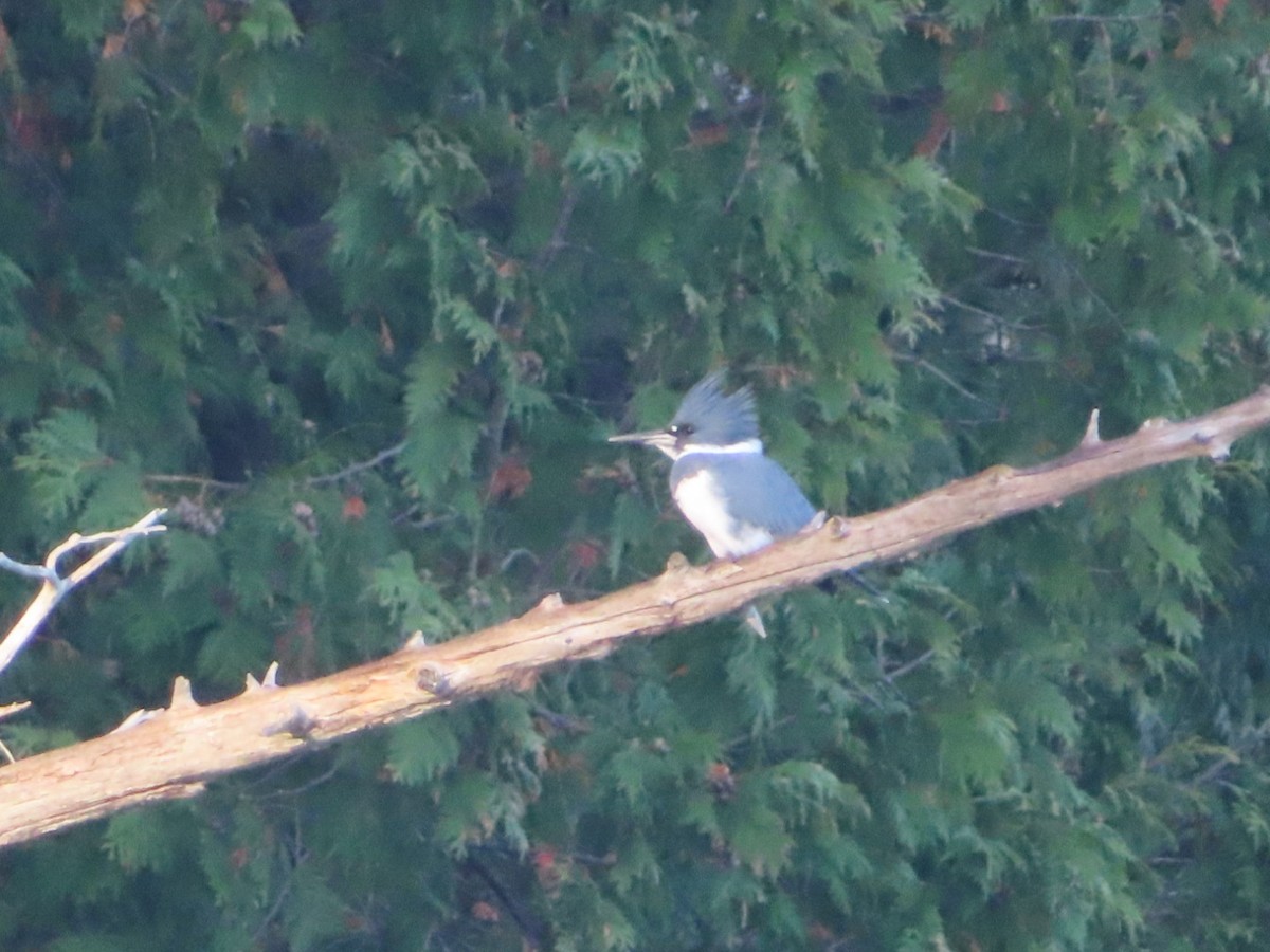 Belted Kingfisher - ML501259351