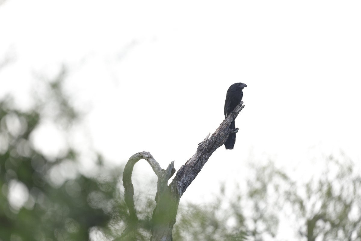 Groove-billed Ani - ML501259831